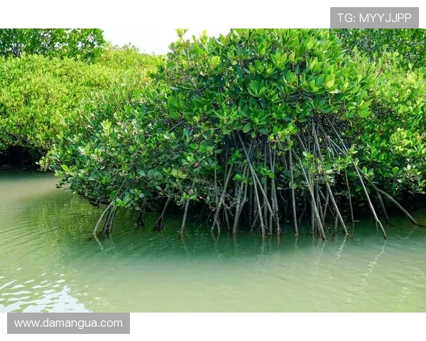 探索红树林注册网址的生态价值与保护意义